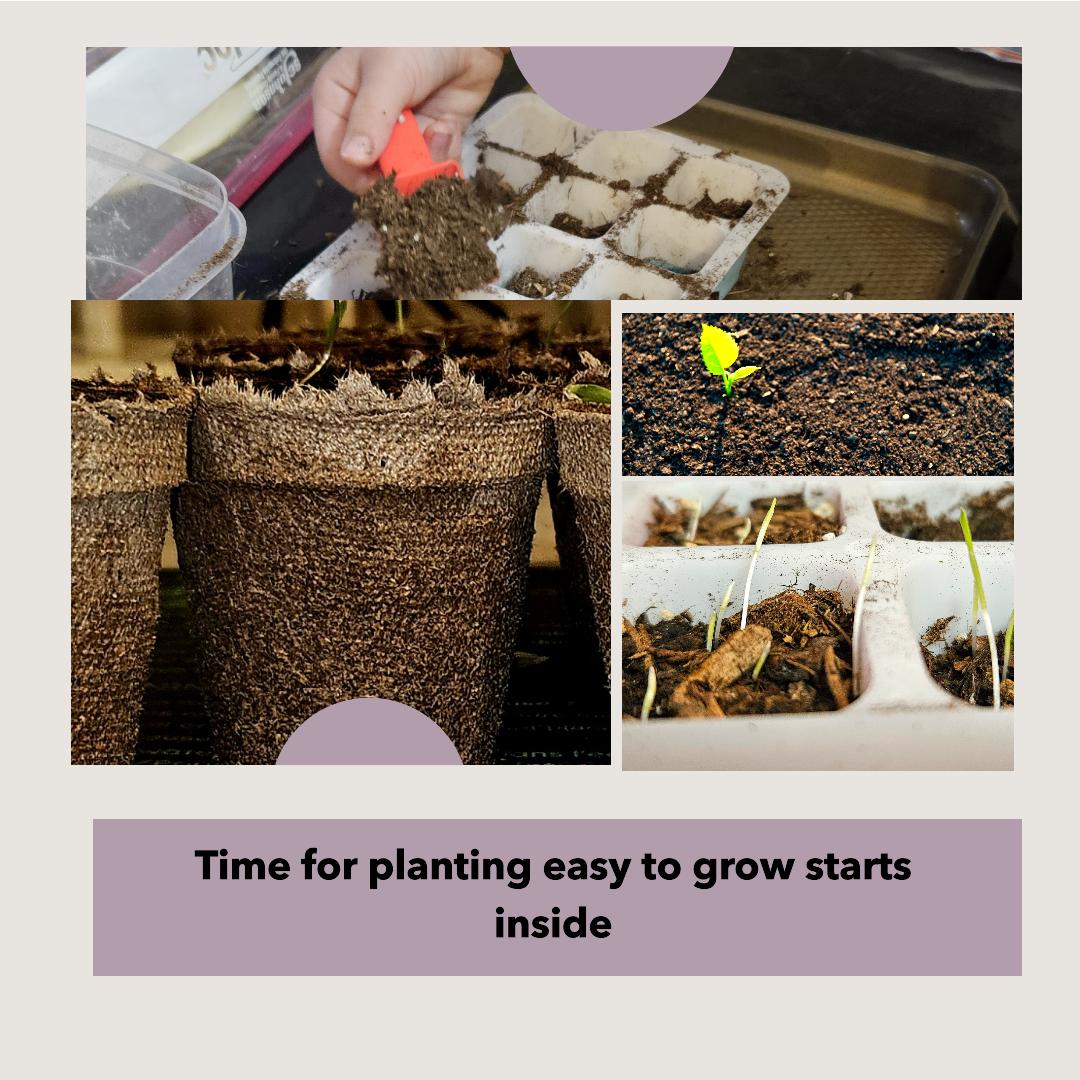 Time for planting easy to grow seedlings inside