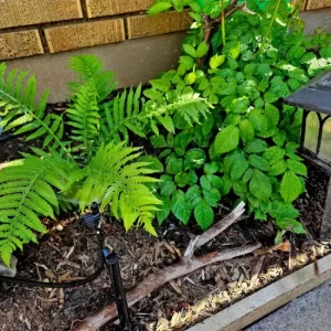 Save water grow better- a beginners guide