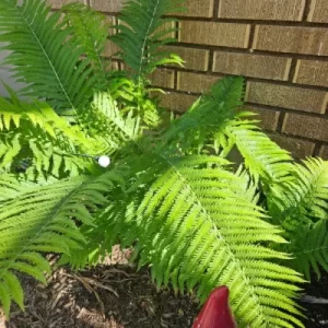 Biggest Fern with plant light