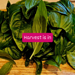 Basil - Herbs for health